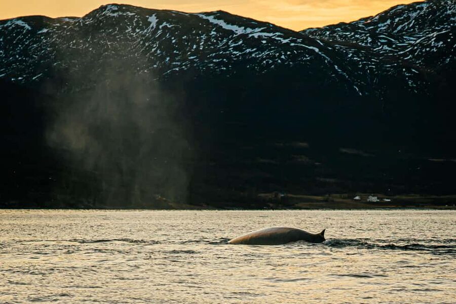 Skjervøy: Whale Watching with RIB Boat and Local Guide - Finding Strandveien 96 in Skjervøy