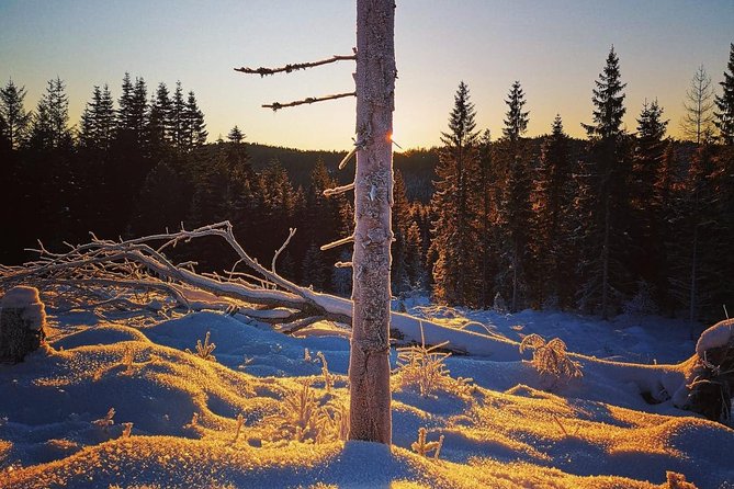 Slegding and tram-tour - Sledding for first-timers and grown-ups