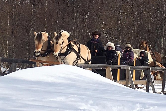 Sleigh Ride w/ Tapas Meal - Experience Arctic Farm Life - Meeting sheep, horses, dogs, and the farm cat