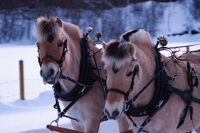 Sleigh Ride w/ Tapas Meal - Experience Arctic Farm Life - Warm clothing and the practical side of winter
