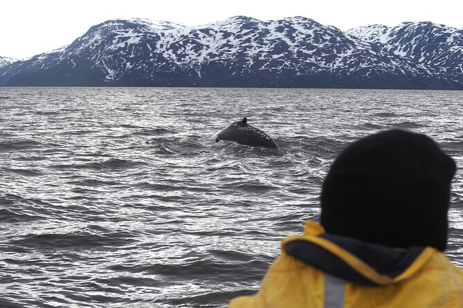 Small group Whale watching - Key points before you book