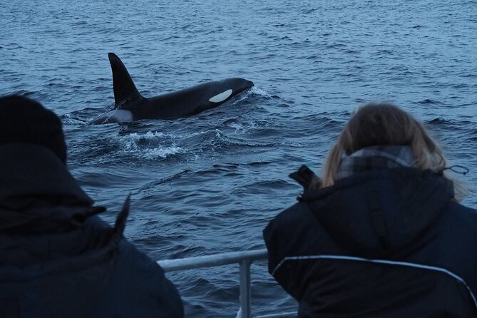 Small group Whale watching - Starting at Komsaveien 2 in Alta