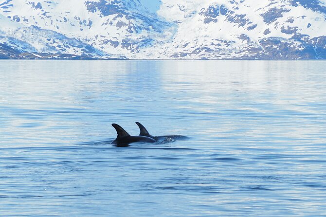 Small group Whale watching - Warm clothes, snacks, and what is not included