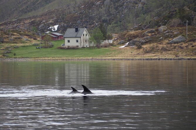 Small group Whale watching - The return to Alta and the practical finish