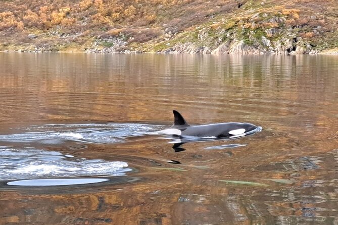 Small group Whale watching - Who will enjoy this Altafjord trip most?