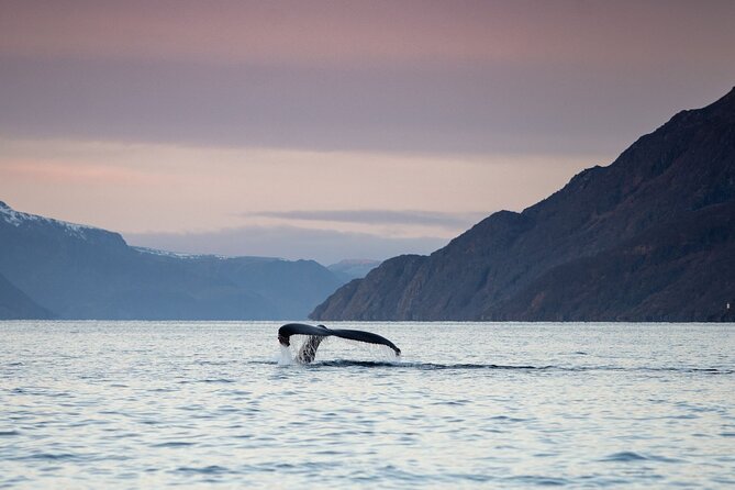 Small Group Whale Watching by RIB - Key points to know before booking