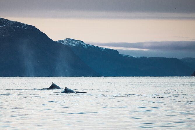 Small Group Whale Watching by RIB - Responsible whale watching at close range