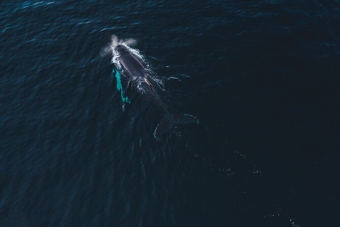 Small Group Whale Watching by RIB - Meeting in Alta and getting ready for the fjord