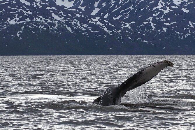 Small group Whale watching - Riding into the Altafjord