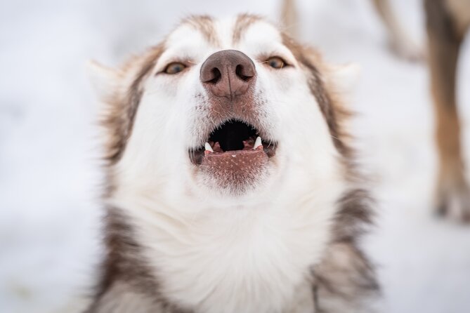 Small Group Wilderness Husky Sledding 2h from Tromsø (car needed) - Key points before you book