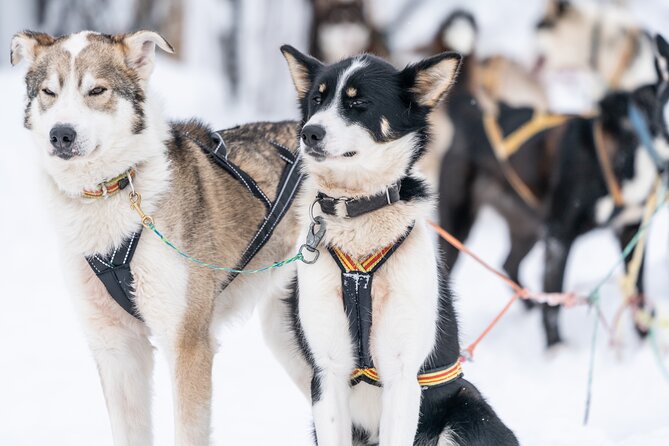 Small Group Wilderness Husky Sledding 2h from Tromsø (car needed) - Reaching the kennel at 9:30
