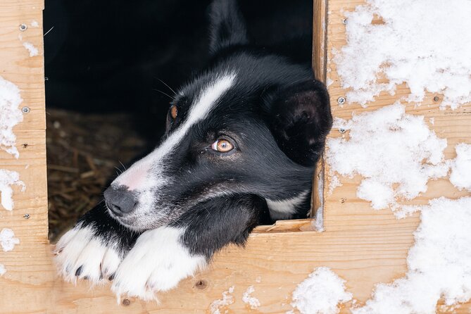 Small Group Wilderness Husky Sledding 2h from Tromsø (car needed) - Warming up at the farm fire