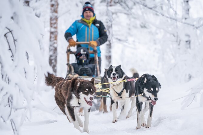 Small Group Wilderness Husky Sledding 2h from Tromsø (car needed) - Who will enjoy this most