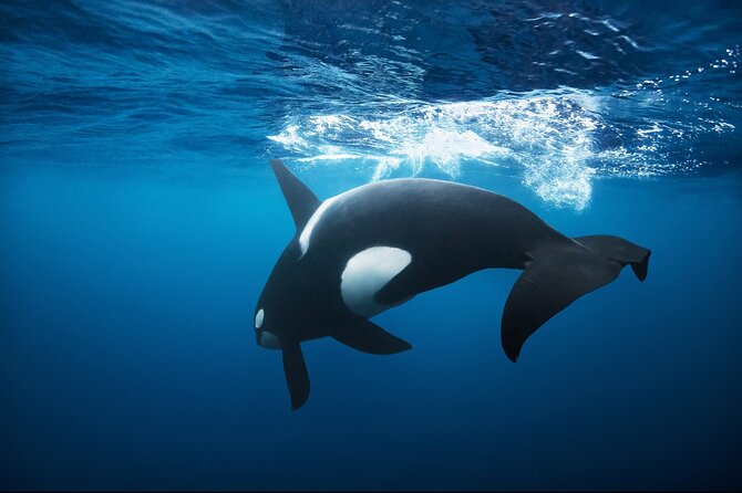 Snorkeling with Orcas In Norway, 4 days All-Inclusive expedition - Key points to know before booking