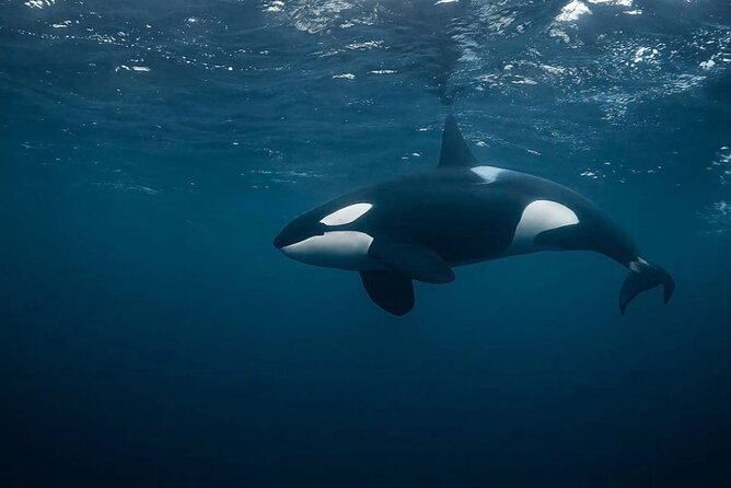 Snorkeling with Orcas In Norway, 4 days All-Inclusive expedition - Why this Tromsø orca trip feels different