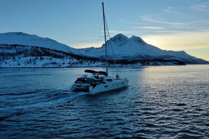 Snorkeling with Orcas In Norway, 4 days All-Inclusive expedition - Day four: Returning with a clear-eyed view