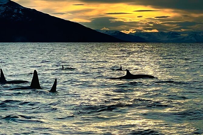 Snorkeling with Orcas In Norway, 4 days All-Inclusive expedition - Is $3,542.91 good value?