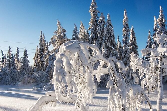 Snowshoe Tour in Winter Wonderland - Oslo - Frognerseteren and the start of the snowshoe walk