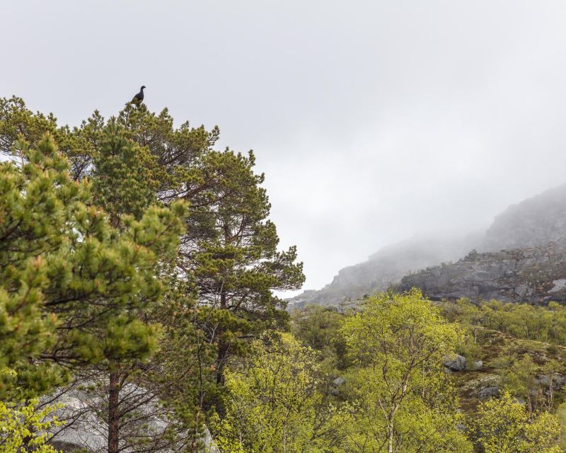 Stavanger: Preikestolen Hidden Trail Hike + Canoe + Lunch - The old trail and its rocky challenges