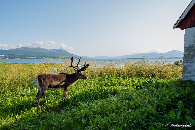 Summer Fjord Road Trip with Citizen Science with Wandering Owl - What the citizen science part adds