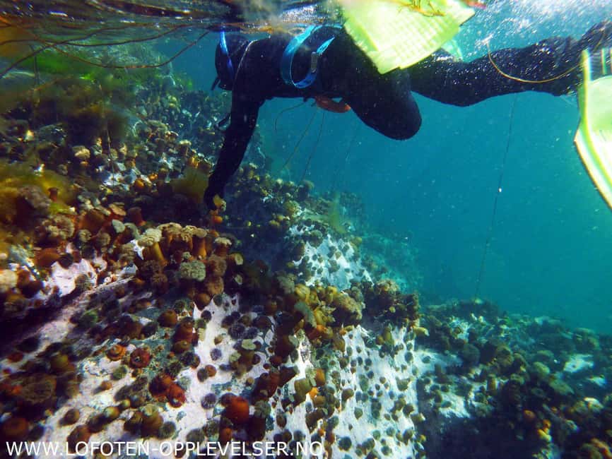Summer Snorkeling with Grey Seals - Key Points Before You Book
