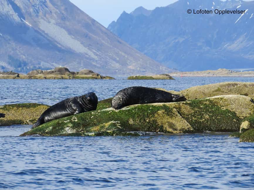 Summer Snorkeling with Grey Seals - One and a half hours among kelp and Arctic sea life