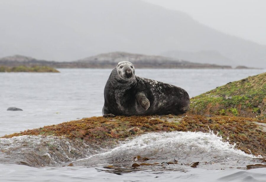 Summer Snorkeling with Grey Seals - The cold-water clothing you need to bring
