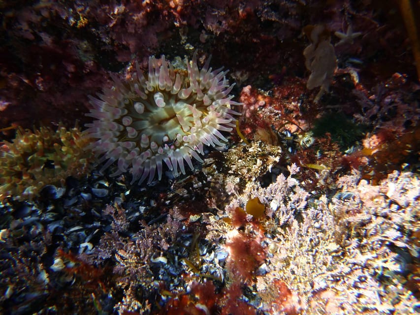 Summer Snorkeling with Grey Seals - Weather, wildlife, and the risk of a short swim