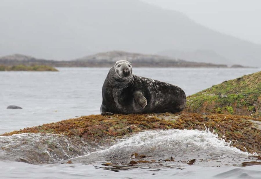Summer Snorkeling with Grey Seals - The 30-minute briefing makes the difference
