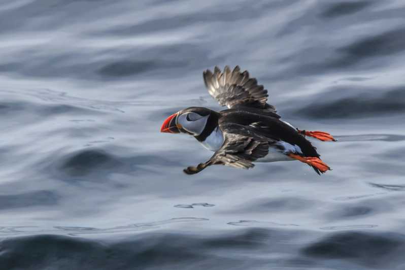 The Bird Safari Tour - Leaving Honningsvåg beside the cruise pier