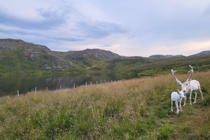 The North cape and the King crab - Key points to know before booking