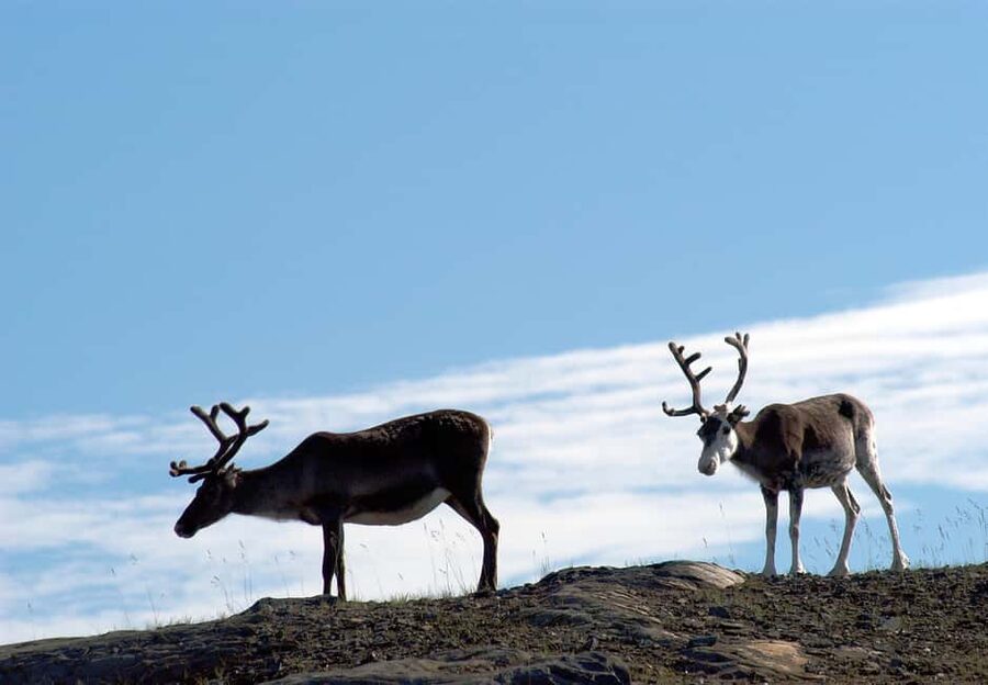 The North Cape Midnight Tour - Key Points at a Glance