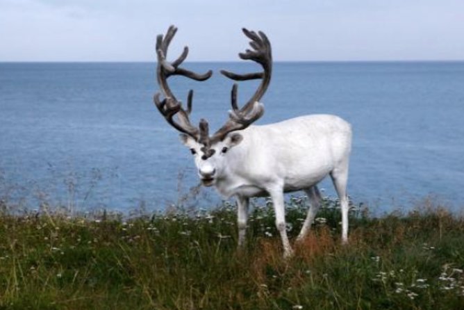 The North Cape, Reindeer and Sami Families Tour - Fishing villages and Honningsvåg on the return
