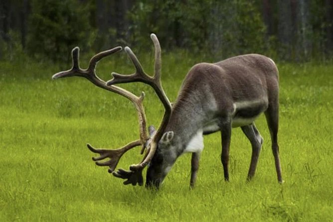 The North Cape, Reindeer and Sami Families Tour - Reaching Nordkapp Hall and the famous cliff