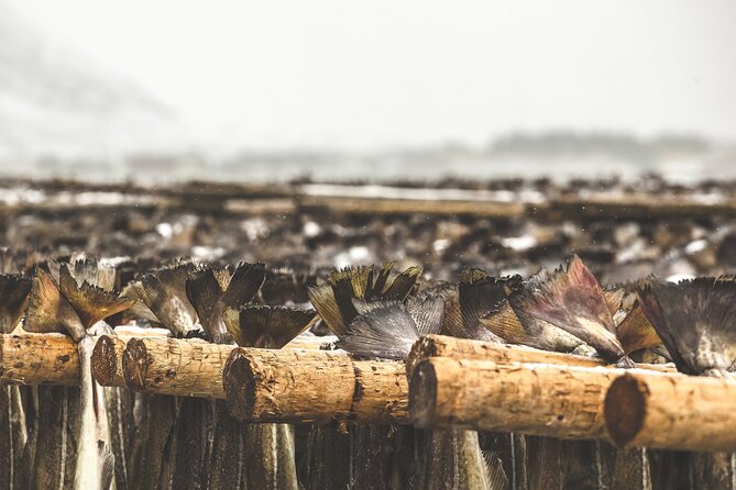 Tour of the authentic fjords of Kvaløya - Why Kvaløya makes such a good day trip from Tromsø