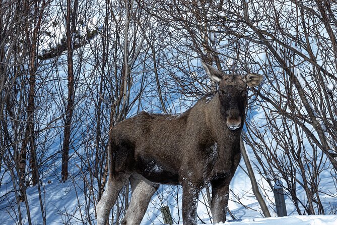 Tour of the authentic fjords of Kvaløya - Kvaløya’s snowy roads and open mountain views