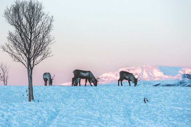 Tour of the authentic fjords of Kvaløya - Is the $151 price good value?