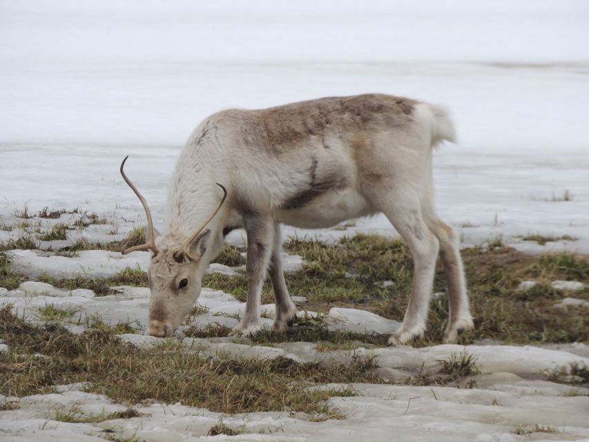 Tromso: All-Inclusive Arctic Fjords and Sommarøy Scenic Tour - What the $215 price really covers