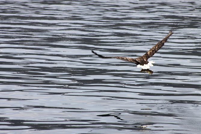 Tromsø: Arctic Fjord Cruise & Fishing Experience - Fishing for cod, haddock, and coal fish