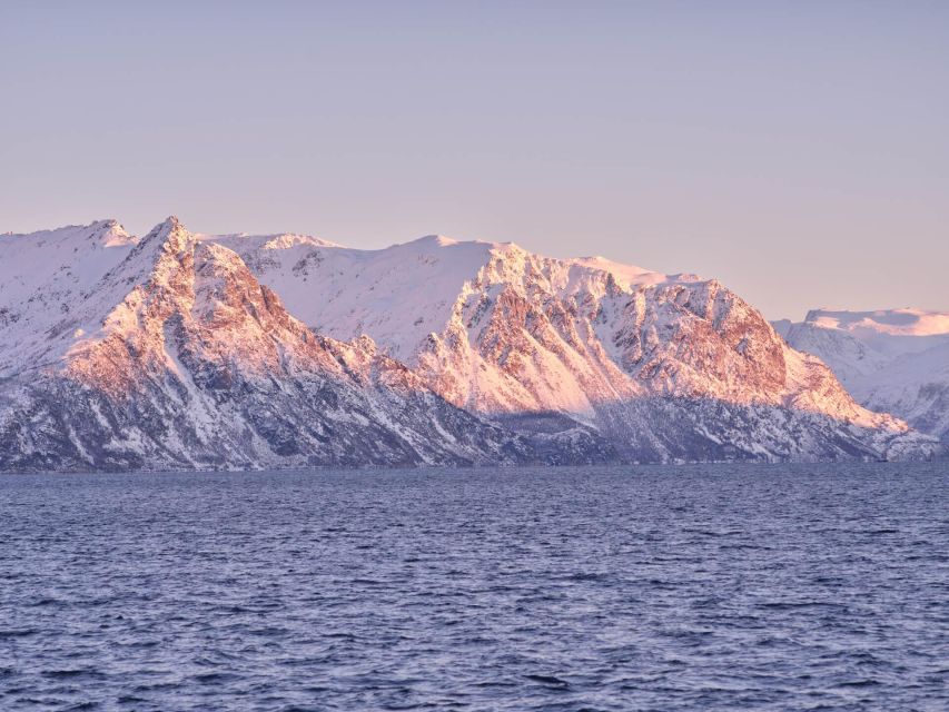 Tromsø: Arctic Fjord Cruise in Polar Landscapes - Is $120 a fair price?