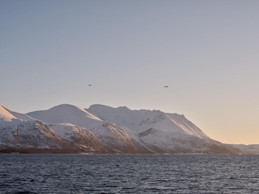 Tromsø: Arctic Fjord Cruise in Polar Landscapes - Why the upper decks are worth the cold