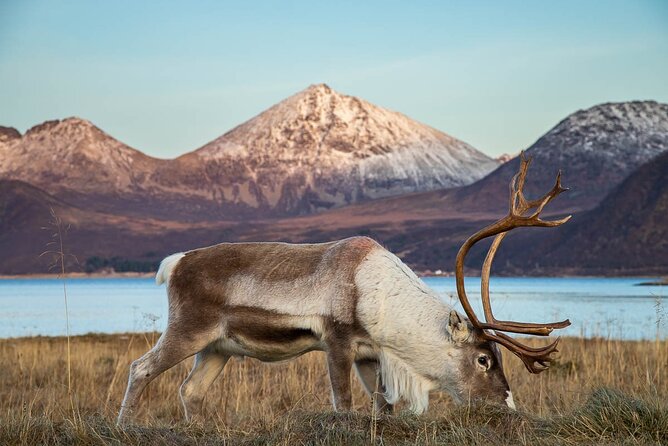 Tromsø: Arctic Landscapes Hiking / Snowshoeing Tour in the wild - Photos and the friendly touches
