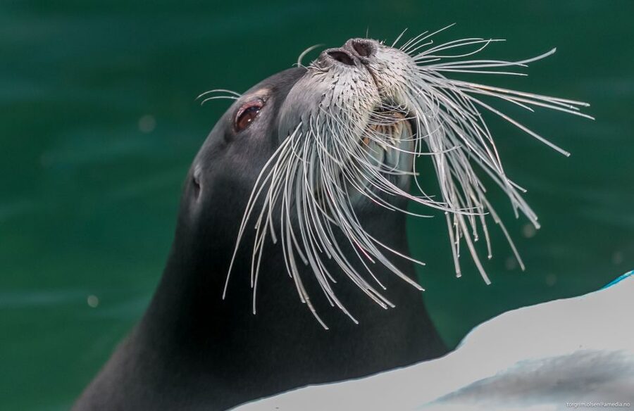 Tromsø: Entrance Ticket to Polaria - Exploring the aquarium’s northern species