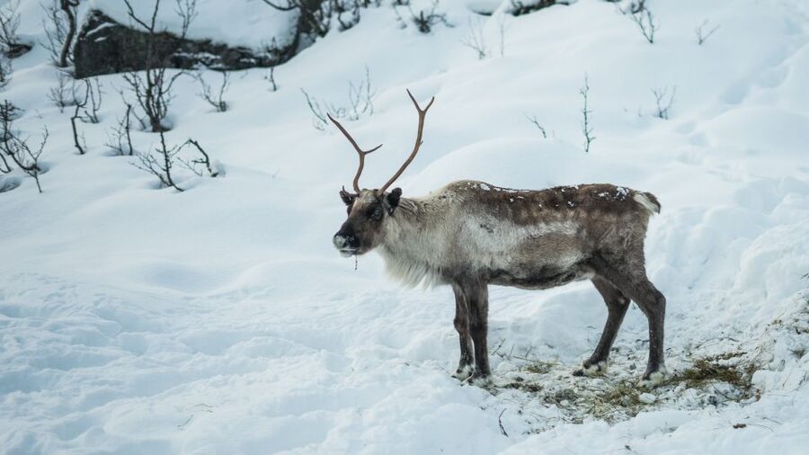 Tromsø: Exclusive Fjord Adventure by Bus - Grotfjord and the white-sand beach
