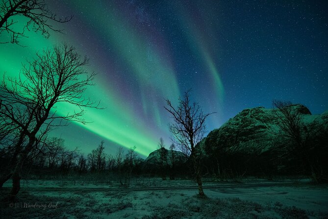 Tromsø: Express Aurora Hunt with Wandering Owl - Guides who add more than directions