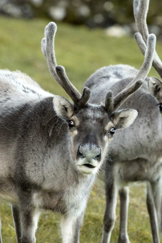 Tromso: Fjord Arctic Adventure Expedition - Booking details worth knowing