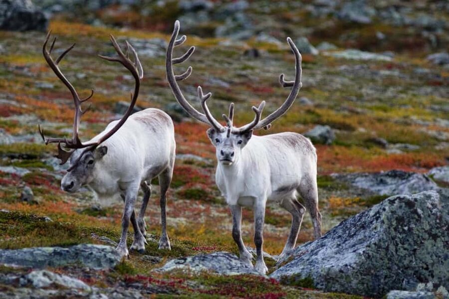Tromso: Fjord Arctic Adventure Expedition - Beaches, quiet corners, and short walks