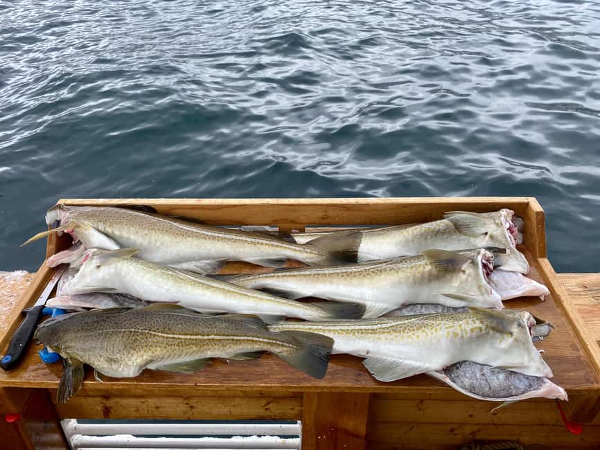 Tromsø: Fjord Fishing Cruise - Leaving Tromsø for the fjords