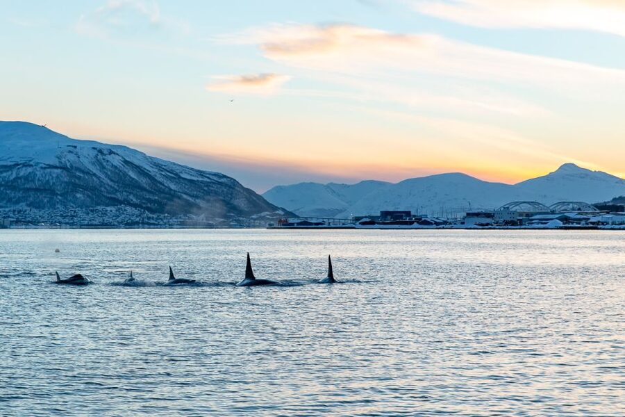 Tromsø: Fjord History Cruise with Snack and Drinks - Meeting Hermes II at Pier 12