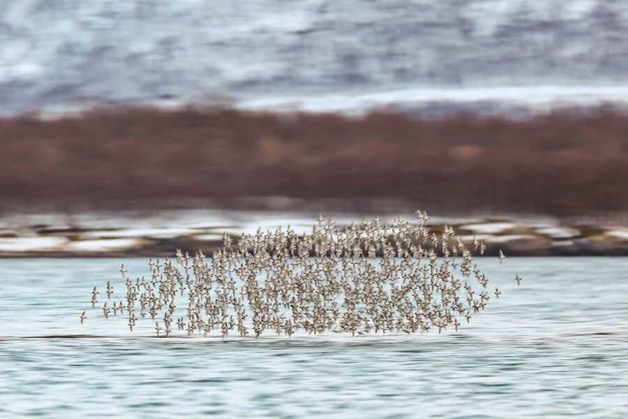 Tromsø: Fjord History Cruise with Snack and Drinks - Arctic wildlife from a small boat